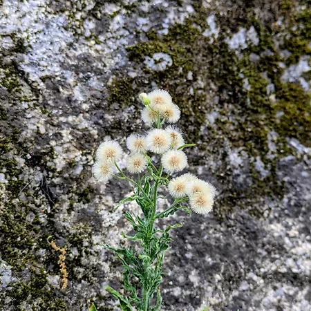Lagarto Pintado Casa N'aldeia בית נופש