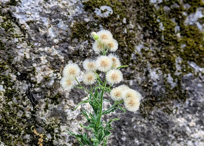 Lagarto Pintado Casa N'aldeia Σπίτι διακοπών